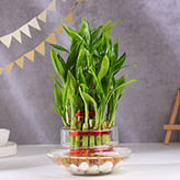 Lucky Plants